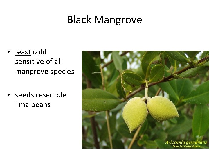 Black Mangrove • least cold sensitive of all mangrove species • seeds resemble lima