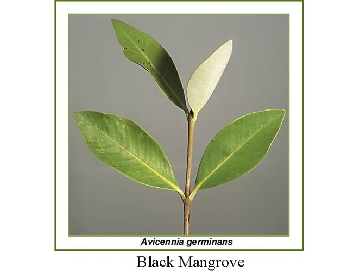 Black Mangrove 