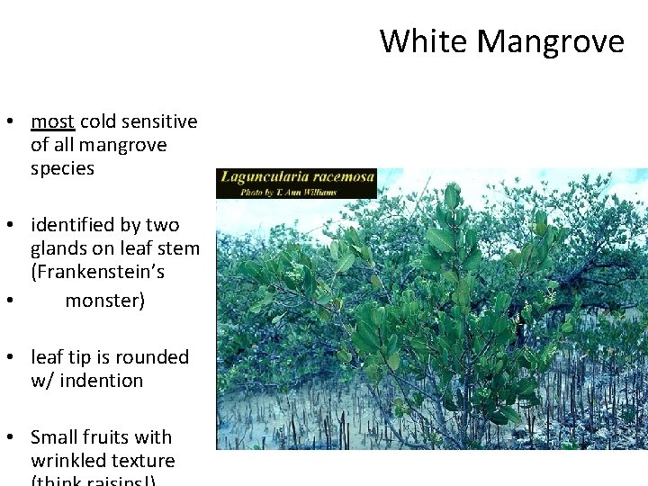 White Mangrove • most cold sensitive of all mangrove species • identified by two