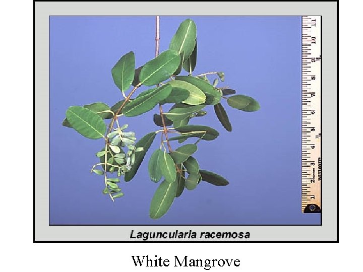 White Mangrove 
