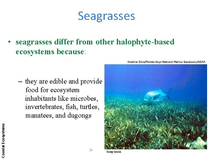 Seagrasses • seagrasses differ from other halophyte-based ecosystems because: Coastal Ecosystems – they are