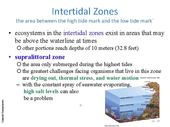 Intertidal Zones the area between the high tide mark and the low tide mark`