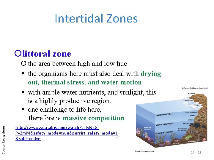 Intertidal Zones littoral zone Coastal Ecosystems the area between high and low tide the Intertidal Zones littoral zone Coastal Ecosystems the area between high and low tide the