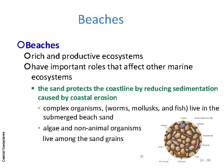 Beaches Coastal Ecosystems rich and productive ecosystems have important roles that affect other marine Beaches Coastal Ecosystems rich and productive ecosystems have important roles that affect other marine