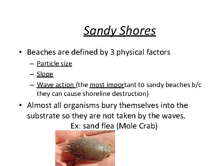 Sandy Shores • Beaches are defined by 3 physical factors – Particle size – Sandy Shores • Beaches are defined by 3 physical factors – Particle size –
