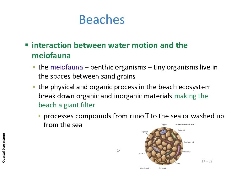 Beaches interaction between water motion and the meiofauna Coastal Ecosystems ▪ the meiofauna –