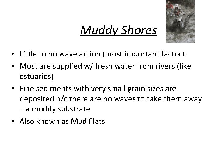 Muddy Shores • Little to no wave action (most important factor). • Most are