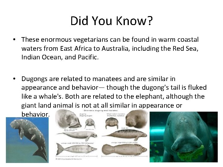 Did You Know? • These enormous vegetarians can be found in warm coastal waters