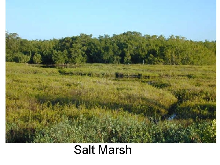 Salt Marsh 