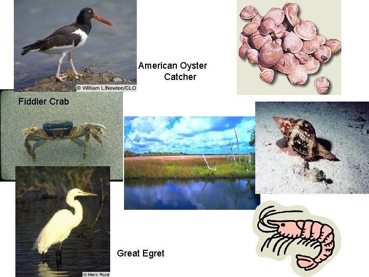 American Oyster Catcher Fiddler Crab Great Egret 