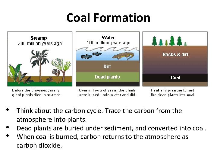 Coal Formation • • • Think about the carbon cycle. Trace the carbon from