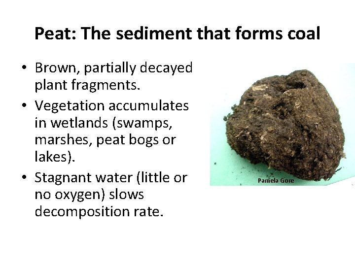 Peat: The sediment that forms coal • Brown, partially decayed plant fragments. • Vegetation