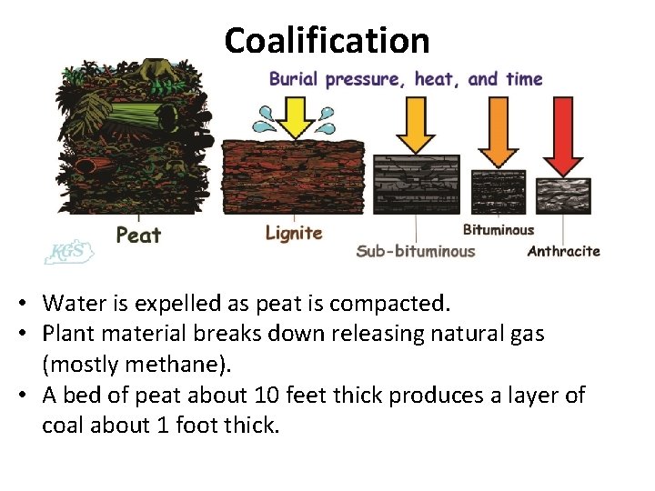Coalification • Water is expelled as peat is compacted. • Plant material breaks down