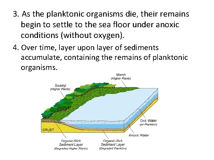 3. As the planktonic organisms die, their remains begin to settle to the sea 3. As the planktonic organisms die, their remains begin to settle to the sea