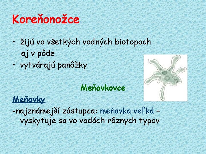 Koreňonožce • žijú vo všetkých vodných biotopoch aj v pôde • vytvárajú panôžky Meňavkovce