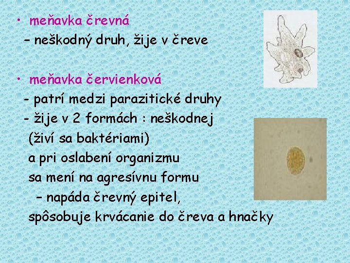  • meňavka črevná – neškodný druh, žije v čreve • meňavka červienková -