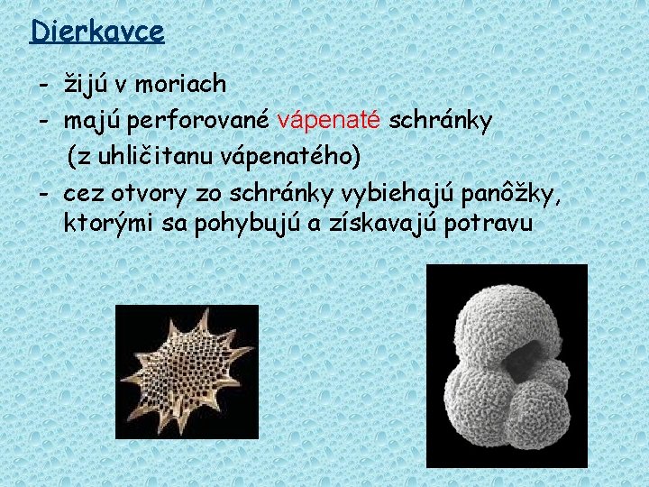 Dierkavce - žijú v moriach - majú perforované vápenaté schránky (z uhličitanu vápenatého) -