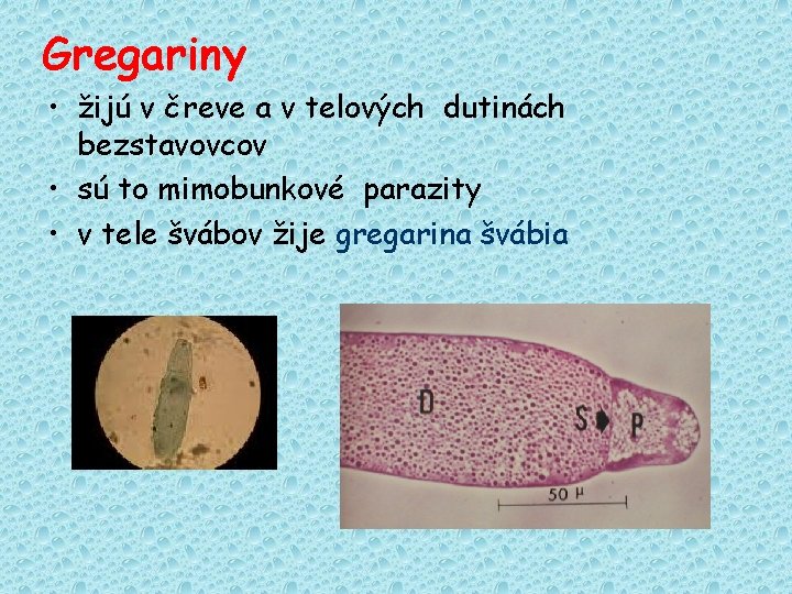 Gregariny • žijú v čreve a v telových dutinách bezstavovcov • sú to mimobunkové