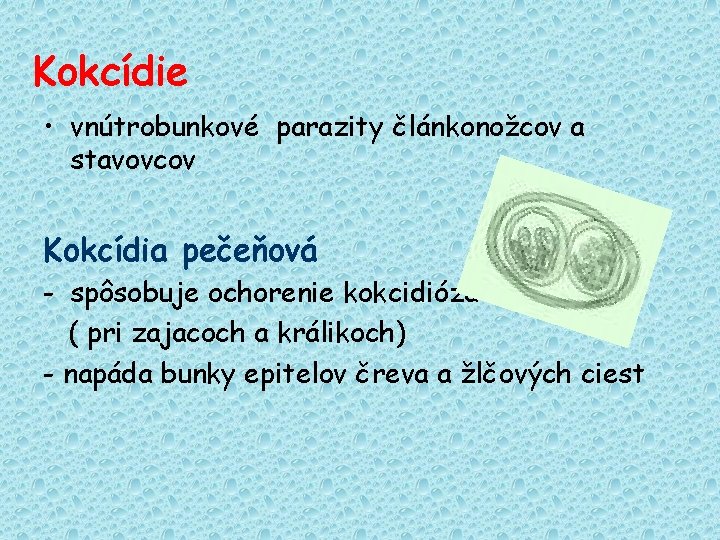 Kokcídie • vnútrobunkové parazity článkonožcov a stavovcov Kokcídia pečeňová - spôsobuje ochorenie kokcidióza (