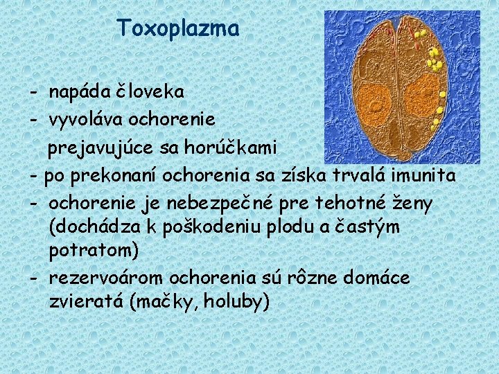 Toxoplazma - napáda človeka - vyvoláva ochorenie prejavujúce sa horúčkami - po prekonaní ochorenia