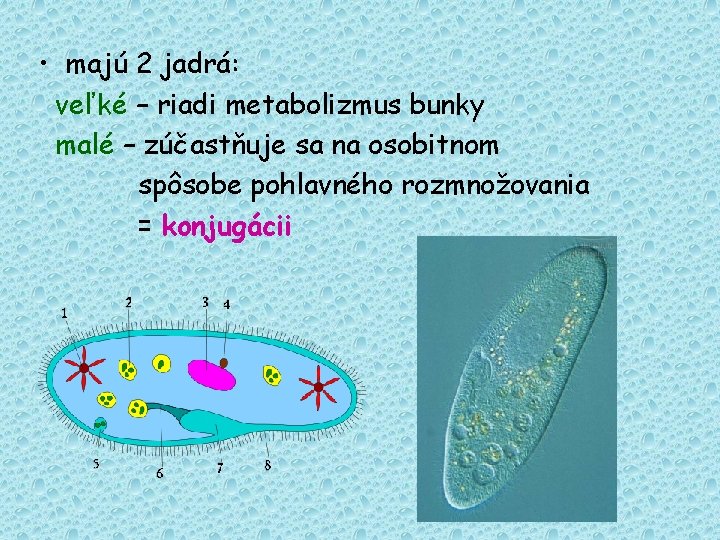  • majú 2 jadrá: veľké – riadi metabolizmus bunky malé – zúčastňuje sa