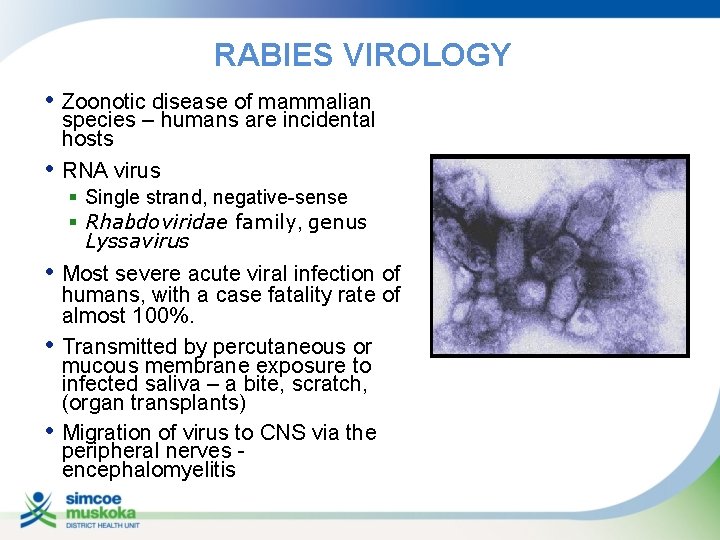 RABIES VIROLOGY • Zoonotic disease of mammalian • species – humans are incidental hosts