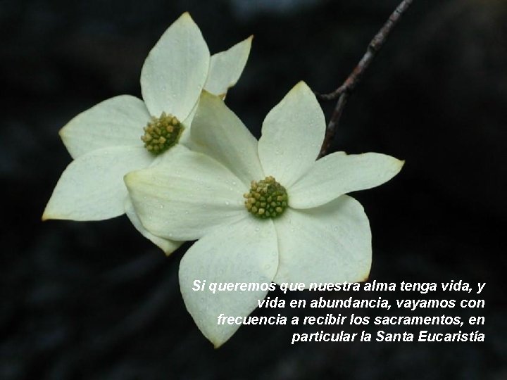 Si queremos que nuestra alma tenga vida, y vida en abundancia, vayamos con frecuencia