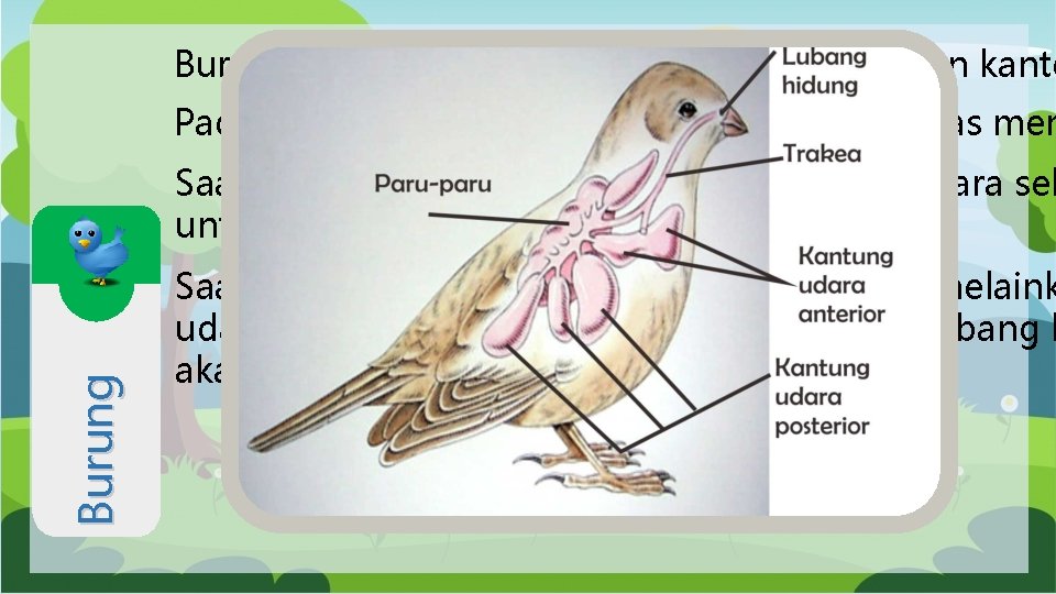 Burung bernapas menggunakan paru-paru dan kanto Pada saat tidak terbang burung hanya bernapas men