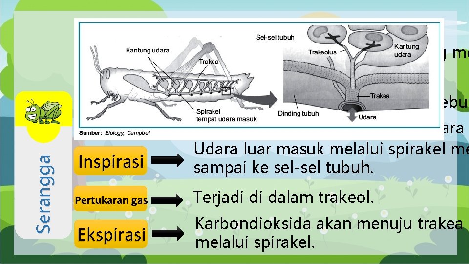 Serangga bernapas menggunakan trakea. Trakea memiliki struktur bercabang-cabang yang me jaringan tubuh yang biasa