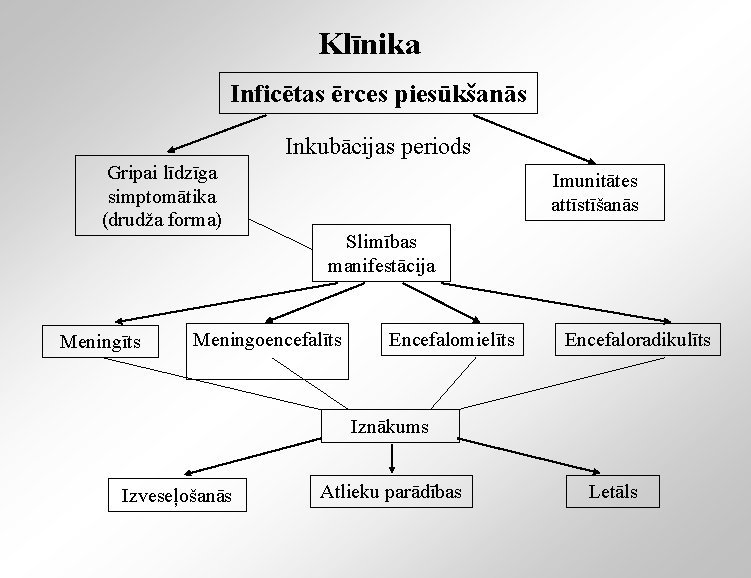 Klīnika Inficētas ērces piesūkšanās Inkubācijas periods Gripai līdzīga simptomātika (drudža forma) Imunitātes attīstīšanās Slimības