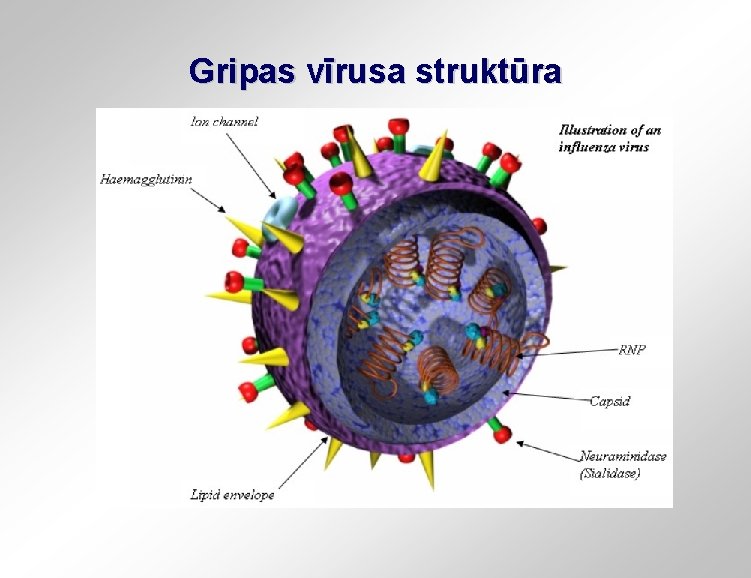 Gripas vīrusa struktūra 