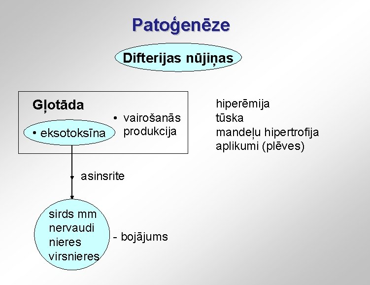 Patoģenēze Difterijas nūjiņas Gļotāda • vairošanās • eksotoksīna produkcija asinsrite sirds mm nervaudi nieres