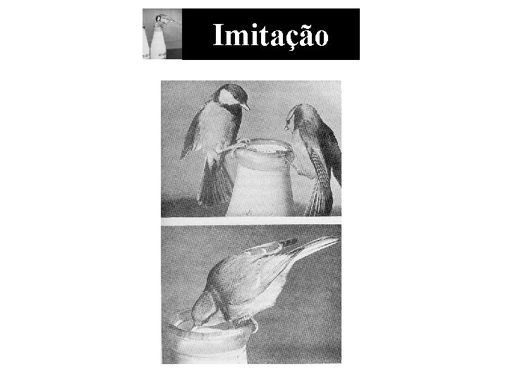 Imitação 