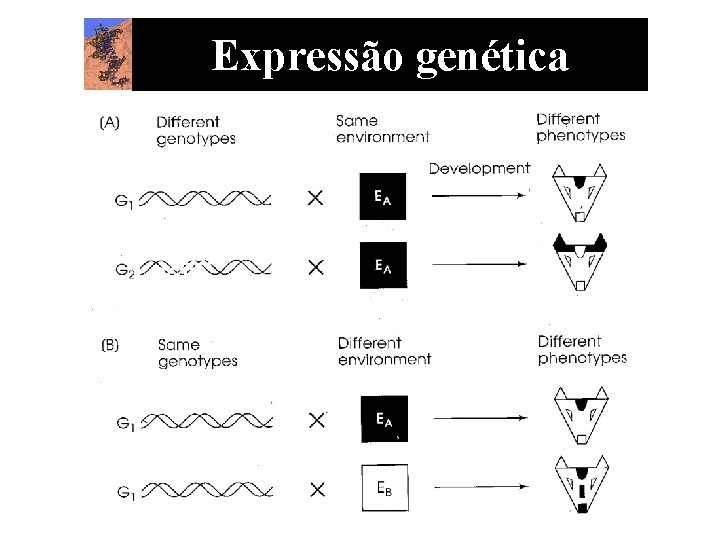 Expressão genética 