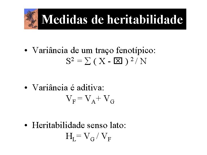 Medidas de heritabilidade • Variância de um traço fenotípico: S 2 = ( X