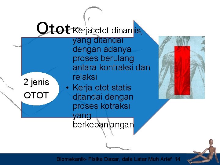 otot dinamis, Otot • Kerja yang ditandai 2 jenis OTOT dengan adanya proses berulang
