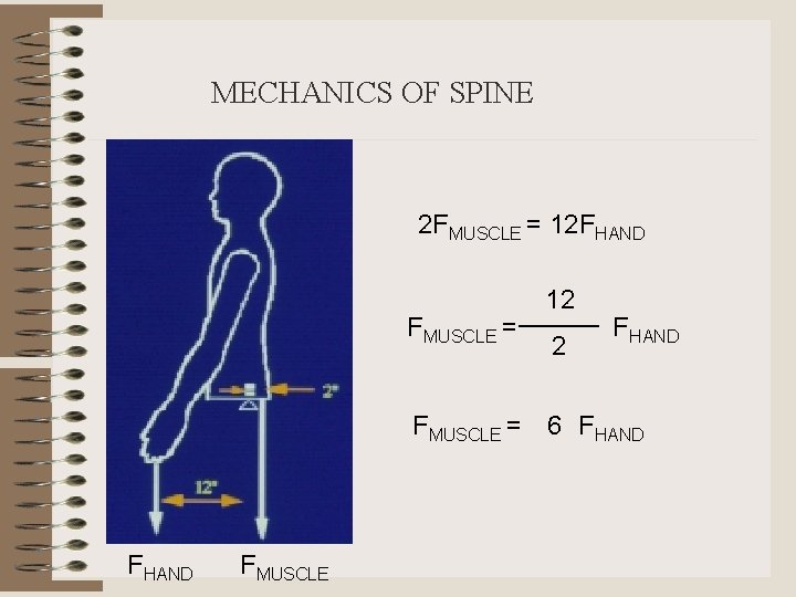 MECHANICS OF SPINE 2 FMUSCLE = 12 FHAND FMUSCLE = 12 2 FHAND FMUSCLE