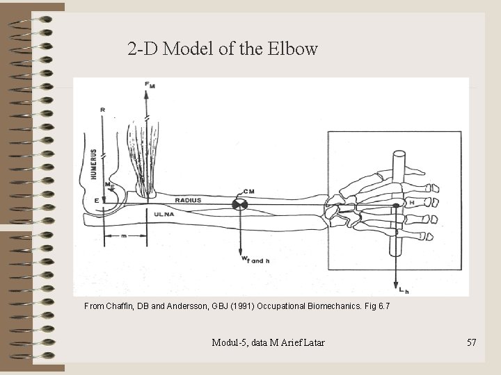 2 -D Model of the Elbow From Chaffin, DB and Andersson, GBJ (1991) Occupational