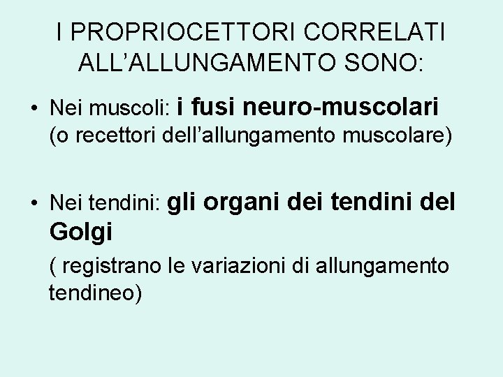 I PROPRIOCETTORI CORRELATI ALL’ALLUNGAMENTO SONO: • Nei muscoli: i fusi neuro-muscolari (o recettori dell’allungamento