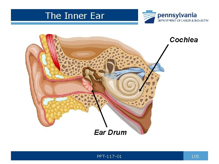The Inner Ear Cochlea Ear Drum PPT-117 -01 105 