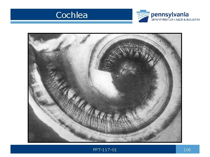 Cochlea PPT-117 -01 106 