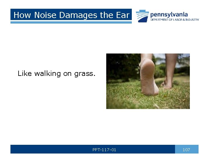 How Noise Damages the Ear Like walking on grass. PPT-117 -01 107 