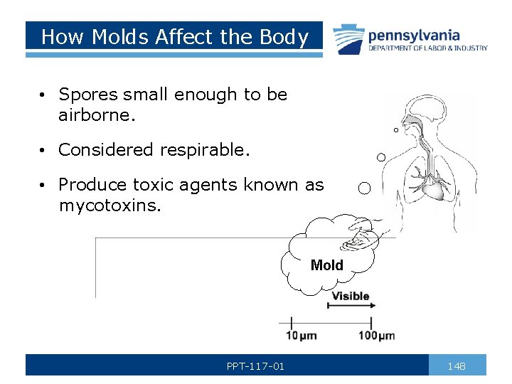 How Molds Affect the Body • Spores small enough to be airborne. • Considered