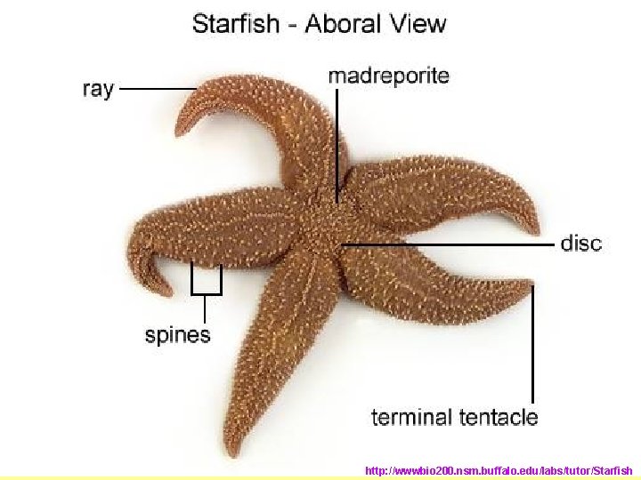 http: //wwwbio 200. nsm. buffalo. edu/labs/tutor/Starfish http: //wwwbio 200. nsm. buffalo. edu/labs/tutor/Starfish