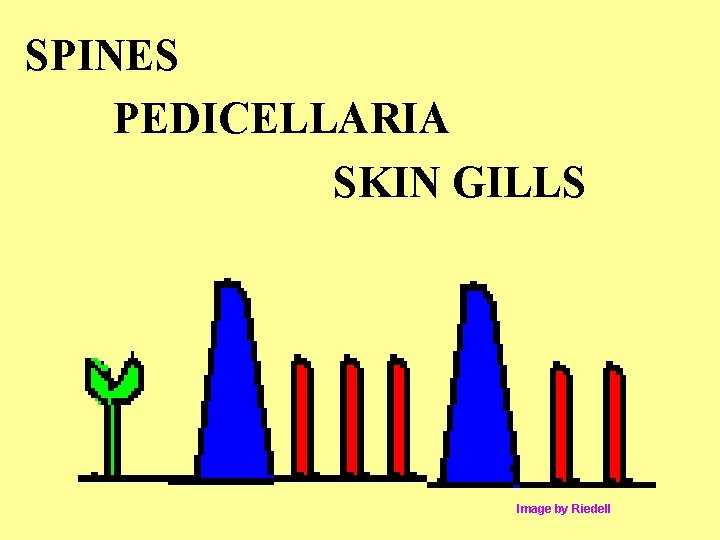 SPINES PEDICELLARIA SKIN GILLS Image by Riedell SPINES PEDICELLARIA SKIN GILLS Image by Riedell