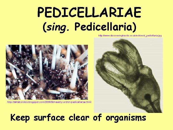 PEDICELLARIAE (sing. Pedicellaria) http: //www. discoveringfossils. co. uk/echinoid_pedicillaria. jpg http: //attleborobio. blogspot. com/2008/04/weekly-urchin-pedicellariae. html PEDICELLARIAE (sing. Pedicellaria) http: //www. discoveringfossils. co. uk/echinoid_pedicillaria. jpg http: //attleborobio. blogspot. com/2008/04/weekly-urchin-pedicellariae. html