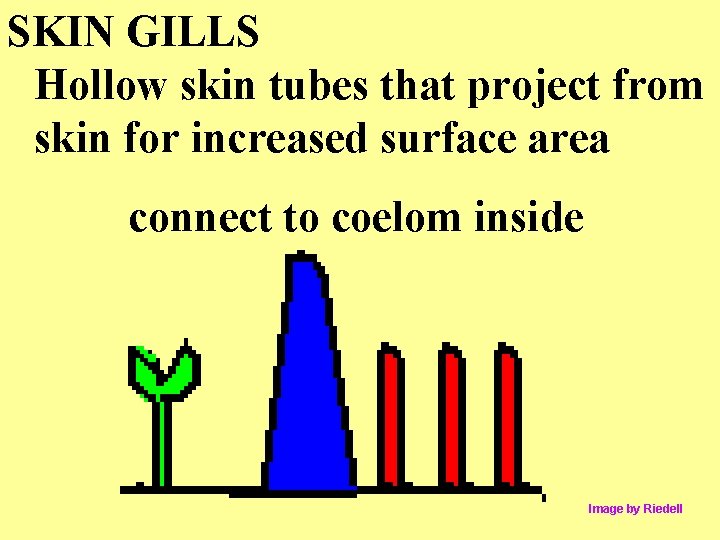 SKIN GILLS Hollow skin tubes that project from skin for increased surface area connect SKIN GILLS Hollow skin tubes that project from skin for increased surface area connect
