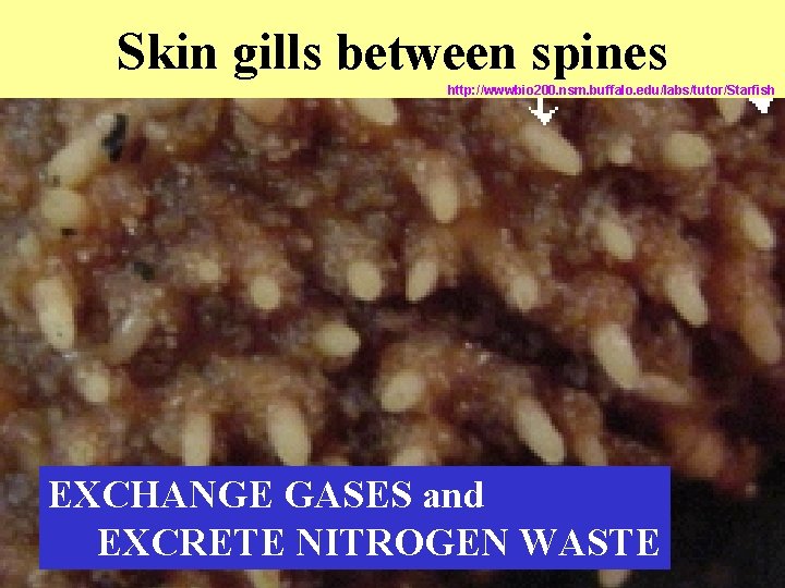 Skin gills between spines http: //wwwbio 200. nsm. buffalo. edu/labs/tutor/Starfish EXCHANGE GASES and EXCRETE Skin gills between spines http: //wwwbio 200. nsm. buffalo. edu/labs/tutor/Starfish EXCHANGE GASES and EXCRETE