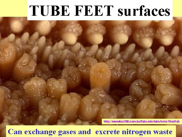 TUBE FEET surfaces http: //wwwbio 200. nsm. buffalo. edu/labs/tutor/Starfish Can exchange gases and excrete TUBE FEET surfaces http: //wwwbio 200. nsm. buffalo. edu/labs/tutor/Starfish Can exchange gases and excrete