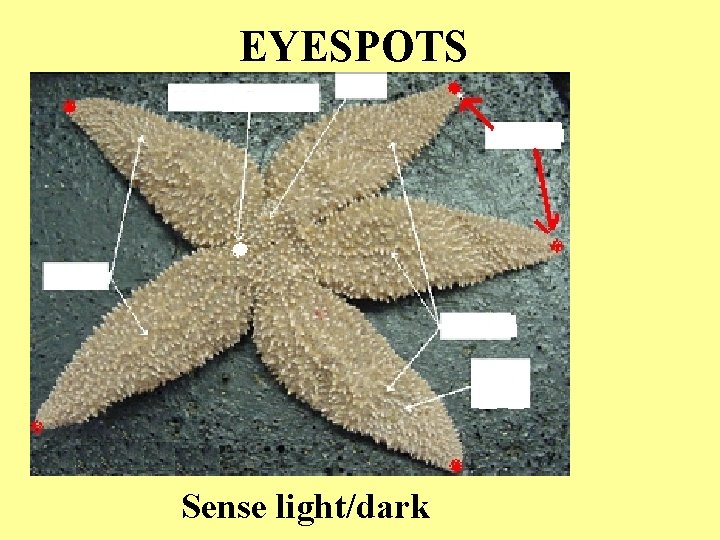 EYESPOTS Sense light/dark EYESPOTS Sense light/dark